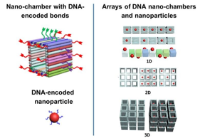 IMAGE: SEPARATELY ADDRESSABLE BONDS EXTENDING FROM EACH FACE OF THE CUBE-SHAPED DNA CHAMBER (LEFT) ARE ASSEMBLED INTO ARRAYS OF CHAMBERS CONTAINING NANOPARTICLES (RIGHT). view more 

CREDIT: IMAGE COURTESY OF OLEG GANG, COLUMBIA UNIVERSITY. PORTIONS APPEARED IN LIN, Z., ET AL., ENGINEERING ORGANIZATION OF DNA NANO-CHAMBERS THROUGH DIMENSIONALLY CONTROLLED AND MULTI-SEQUENCE ENCODED DIFFERENTIATED BONDS, J. AM. CHEM. SOC. 142, 17531 (2020).