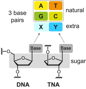 Comparación estructural del ADN y el TNA artificial, un ácido xenonucleico con los pares de bases naturales AT y GC y un par de bases adicional (XY).  CRÉDITO Stephanie Kath Schorr