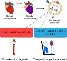 Illustration of the role of exosomes in diabetic cardiomyopathy (DCM). In response to diabetes, normal cardiomyocytes undergo pathological changes, leading to the release of detrimental exosomes. These exosomes carry specific microRNAs (miRNAs), such as miR-1, miR-133a, and miR-126, which have potential as biomarkers for diagnosing DCM, as well as miRNAs like miR-30d, miR-195, miR-21, and miR-208a, which are associated with disease progression and present therapeutic targets.

Credit
Azhar Anwar/Nanjing University, Jizheng Ma/ The Army Engineering University of PLA, Xin Yin/Nanjing University