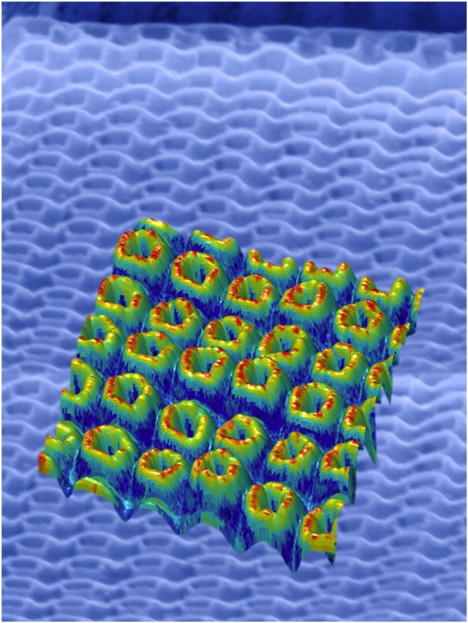 Ferroelectric-structures: Composite scanning electron microscope (SEM) image of PZT nanotube arrays and their piezoelectric response as measured by Band-Excitation PFM (BE-PFM). (Image courtesy of Ashley Bernal and Nazanin Bassiri-Gharb)