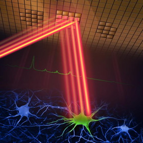 A new two-photon fluorescence microscope can capture high-speed images of neural activity at cellular resolution thanks to a new adaptive sampling scheme and line illumination. The illustration shows the adaptive sampling scheme, in which a laser beam patterned by a digital micromirror device selectively illuminates neurons in the brain tissue to image their activity.

Credit
Wei Wei and Mei Xueting, LINGO.AI LLC